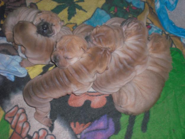 venta de shapei