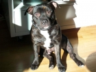 Busco novias pa montas macho negro pechazo blanco,cn pediggri,!!prefiero perrita blanca blanca o blanca y negra!!.otros - mejor precio | unprecio.es
