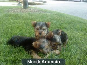 Cachorros yorkie elegante