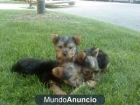 Cachorros yorkie elegante - mejor precio | unprecio.es