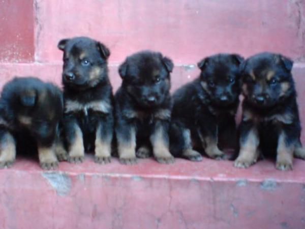Calidad en PASTORES ALEMANES CON PEDIGREE 360 EUROS
