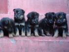 Calidad en PASTORES ALEMANES CON PEDIGREE 360 EUROS - mejor precio | unprecio.es