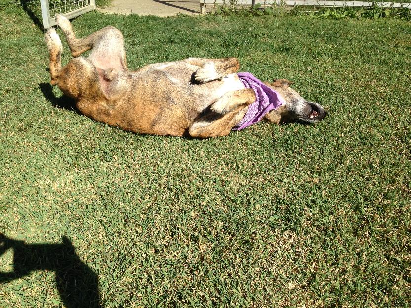 Guarderia canina y felina La Alegria,en el Campo de Gibraltar