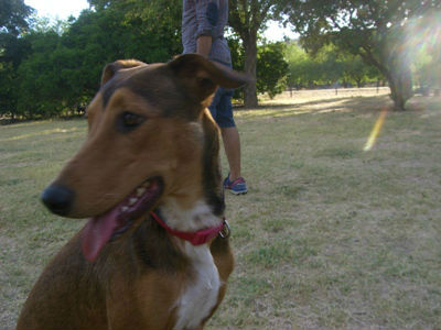 Lola, cruce de galgo en adopción