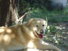 Perro perdido en yuncos toledo - mejor precio | unprecio.es