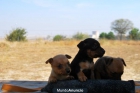 Pinscher Miniatura cachorros con pedigree de raza - mejor precio | unprecio.es