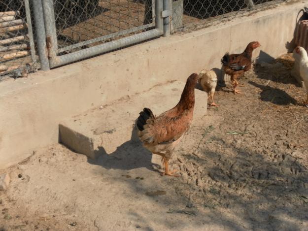 pollos gallinas alicante