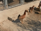 pollos gallinas alicante - mejor precio | unprecio.es