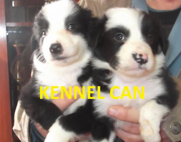 Preciosos cachorros de Border Collie