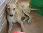 ROMEO SIGUE ESPERANDO UNA OPORTUNIDAD....‏ - mejor precio | unprecio.es