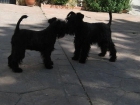 schnauzer miniatura en color negro y en sal y pimienta los peques se pueden ver en madrid - mejor precio | unprecio.es