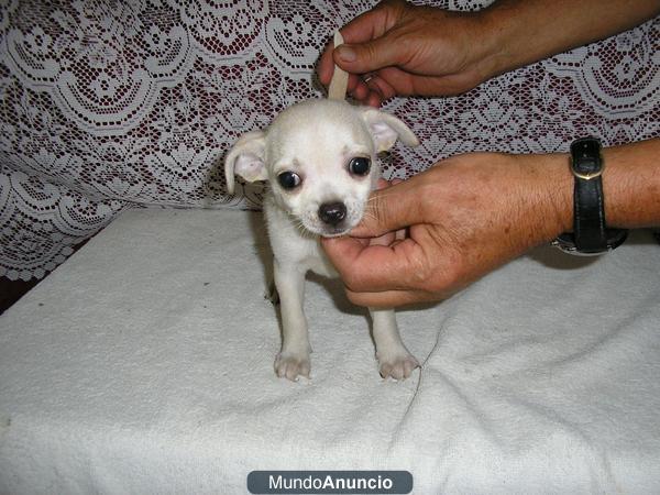 tengo algunas camadas de chihuahuas en hembras y machos pelo corto y largo vacunados y sin pedegri tamaño miniatura econ