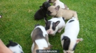 Bulldog Frances - mejor precio | unprecio.es