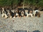 Espectaculares cachorros de BASSET HOUND - mejor precio | unprecio.es