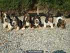 Espectaculares cachorros de BASSET HOUND - mejor precio | unprecio.es