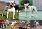 Proxima camda Bulldog Americano - mejor precio | unprecio.es
