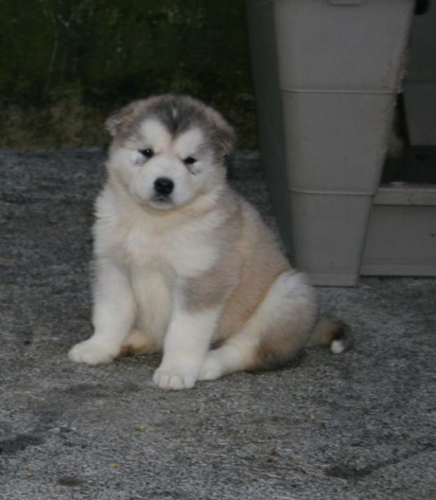 Quiero un alaskan malamute