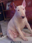 Se ofrece Bull Terrier para monta - mejor precio | unprecio.es