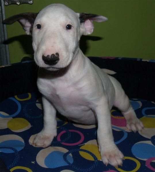 Tu Bullterrier, lo vendo a muy buen precio