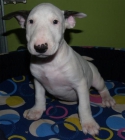 Tu Bullterrier, lo vendo a muy buen precio - mejor precio | unprecio.es