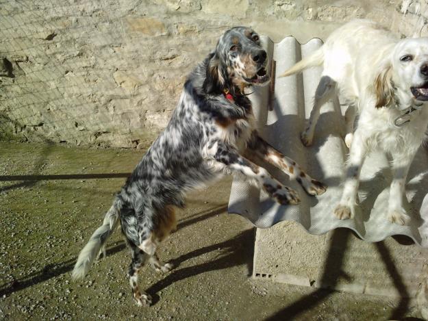 vendo o cambio cachorro setter ingles tricolor