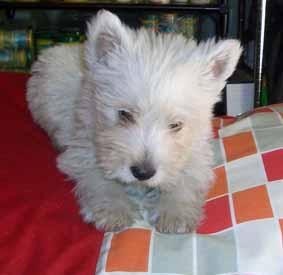 Westy precioso