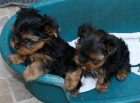 yorkshire terrier enano con garantia por 300 euros - mejor precio | unprecio.es