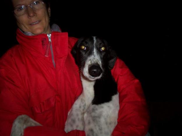 Adopta un galgo