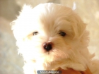bichon maltes - mejor precio | unprecio.es
