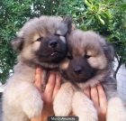 Cachorros Eurasier desde 250€ - mejor precio | unprecio.es