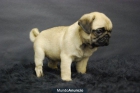 Disponible camada de Carlino Pug, primera calidad - mejor precio | unprecio.es