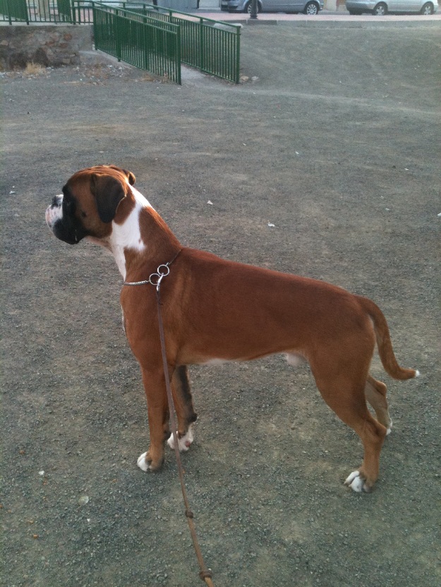 Espectacular Boxer para monta