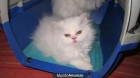 gatos persas - mejor precio | unprecio.es