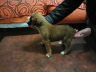 Impresionantes cachorros de Boxer de gran calidad,cachorros para compañia - mejor precio | unprecio.es