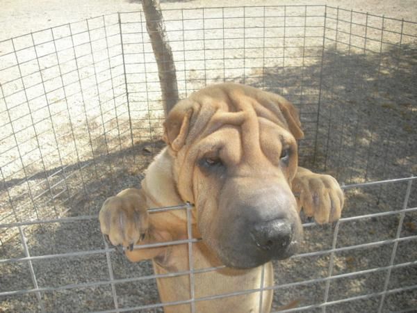 Shar Pei hembra dorada