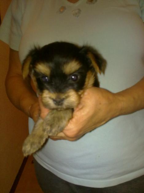 yorkis preciosos