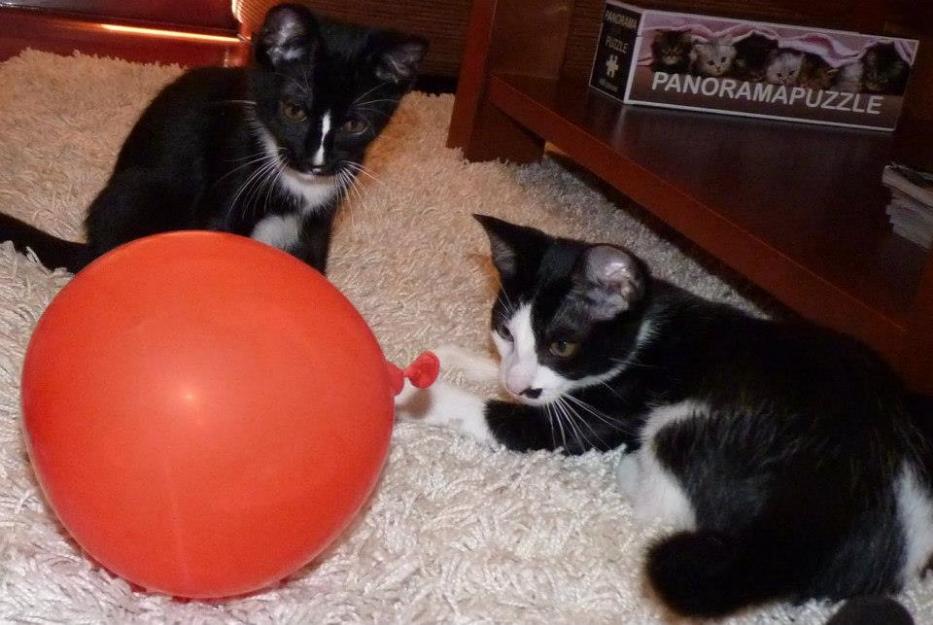 Fígaro y Orión, gatos hermanitos en busca de adopción