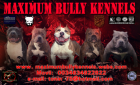 american bully - mejor precio | unprecio.es