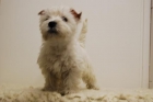 bichon maltes * muy lindos - mejor precio | unprecio.es
