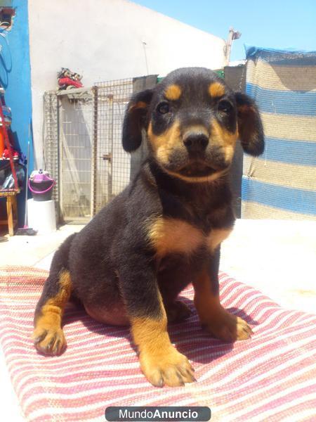 Cachorra de Rottweiler