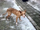Cachorro en la calle AYUDA URGENTE - mejor precio | unprecio.es