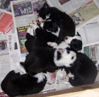 cachorros border collie, - mejor precio | unprecio.es