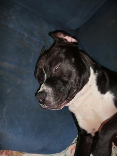 cachorros de american pitbull