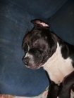 cachorros de american pitbull - mejor precio | unprecio.es