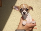 CACHORROS DE CHIHUAHUA 590 - mejor precio | unprecio.es