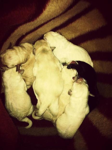 Cachorros de Labrador