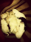 Cachorros de Labrador - mejor precio | unprecio.es
