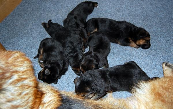 CACHORROS PASTOR ALEMAN