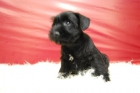 Cachorros Schnauzer , tienen LOE, garantóas, contrato, somos profesionales ! - mejor precio | unprecio.es