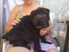 cachorros shar pei americanos - mejor precio | unprecio.es